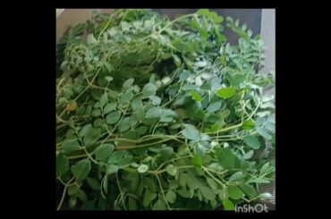 Moringa leaf recipe || Sajana Saga Ghanta || #healthy #shorts #shortsfeed #recipe #youtube #india