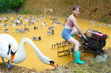 Harrowing the fields to plant rice, cooking healthy food - life in the forest