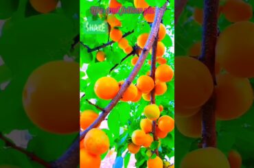 FRUIT SALAD | Colourful Healthy Fruits mixed salad recipe | Fruits Cutting and Eating in Villagefru