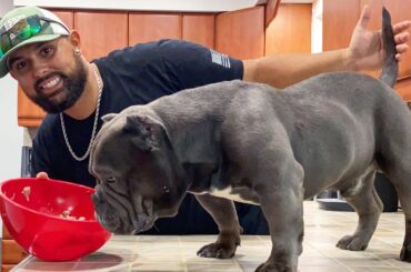 HOMEMADE + HEALTHY DOG FOOD RECIPE | COOKING FOR YOUR EXOTIC BULLY PUPPY!