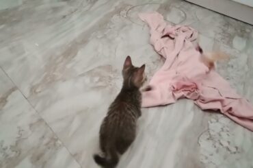 From Paws to Plate: Cooking Healthy Meals for Your Cat