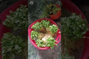 Methi Thepla | Small Fenugreek Thepla | yummy,healthy snacks/breakfast/brunch #shorts