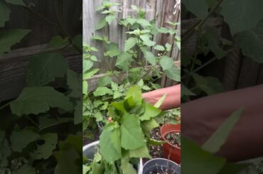 Mannathakali cheera curry #shorts #healthy #fyp #summer #garden #blacknightshade