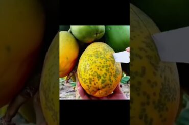 fruit cutting|#shorts