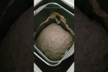 Freshly-baked whole wheat bread from our breadmaker!!! #shorts #bread #breadmaker