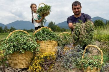 HARVESTING PORTULACA FOR HEALTHY LIFE | UNIQUE GREENS RECIPE | RELAXING VILLAGE FAMILY