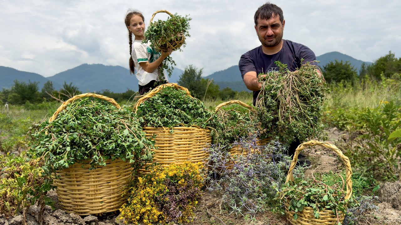 HARVESTING PORTULACA FOR HEALTHY LIFE | UNIQUE GREENS RECIPE | RELAXING VILLAGE FAMILY HARVESTING PORTULACA FOR HEALTHY LIFE | UNIQUE GREENS RECIPE | RELAXING VILLAGE FAMILY