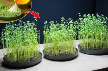 Delicious and healthy meals from lentils microgreens | Sprouts recipes