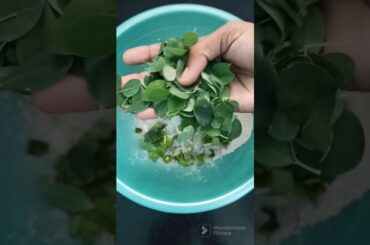 Ragi Adai | Healthy Recipe 13