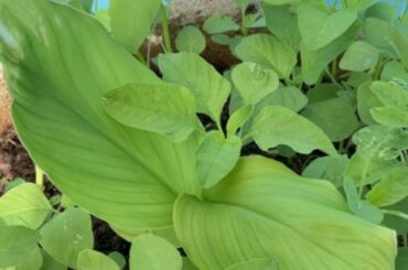 Tuesday mini vlog#terrace garden greeneries# healthy recipes# Aadi Pattam updation#tamil#vaazhaipoo