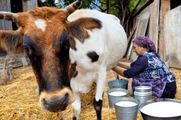 Cooking Healthy and Delicious Dishes from Fresh Milk! Life in the Village