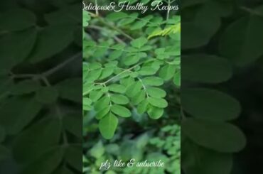 Moringa leaves powder #Shorts #yt shorts #Delicious recipes #Healthy recipes #Cooking #Food #Tasty