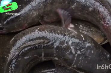 6 Healthy Fish Recipes For Dinner | The Spruce Eats #WeeknightDinners