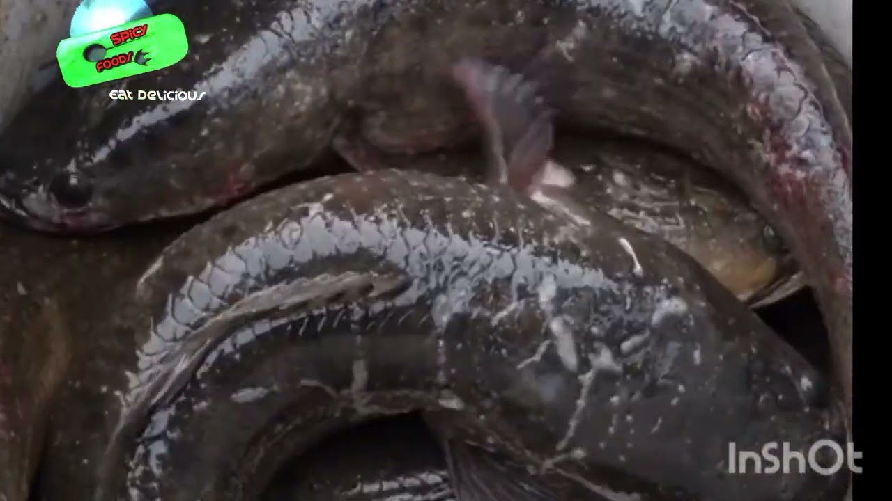 6 Healthy Fish Recipes For Dinner | The Spruce Eats #WeeknightDinners 6 Healthy Fish Recipes For Dinner | The Spruce Eats #WeeknightDinners