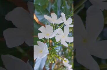 thuthuvalai dosai recipe #thuthuvalai #healthyfood #healthy #healthyrecipes #shorts #food #dosai