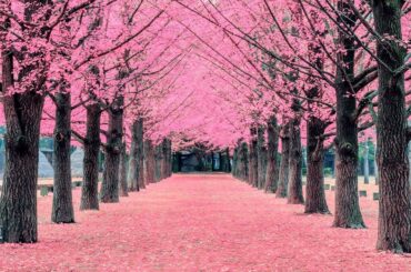 Music: Delicious and Healthy Salad Recipes for a Light Meal