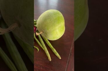 Day 12- Day in my life series #fulluloveu #anupama #dayinmylife #whatieat