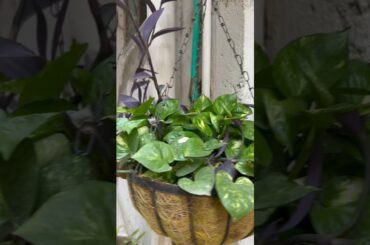 Breakfast time for us and our pets | good-morning | let’s prepare breakfast | healthy breakfast