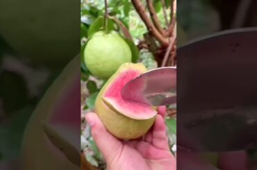 Best Fruits for This Season