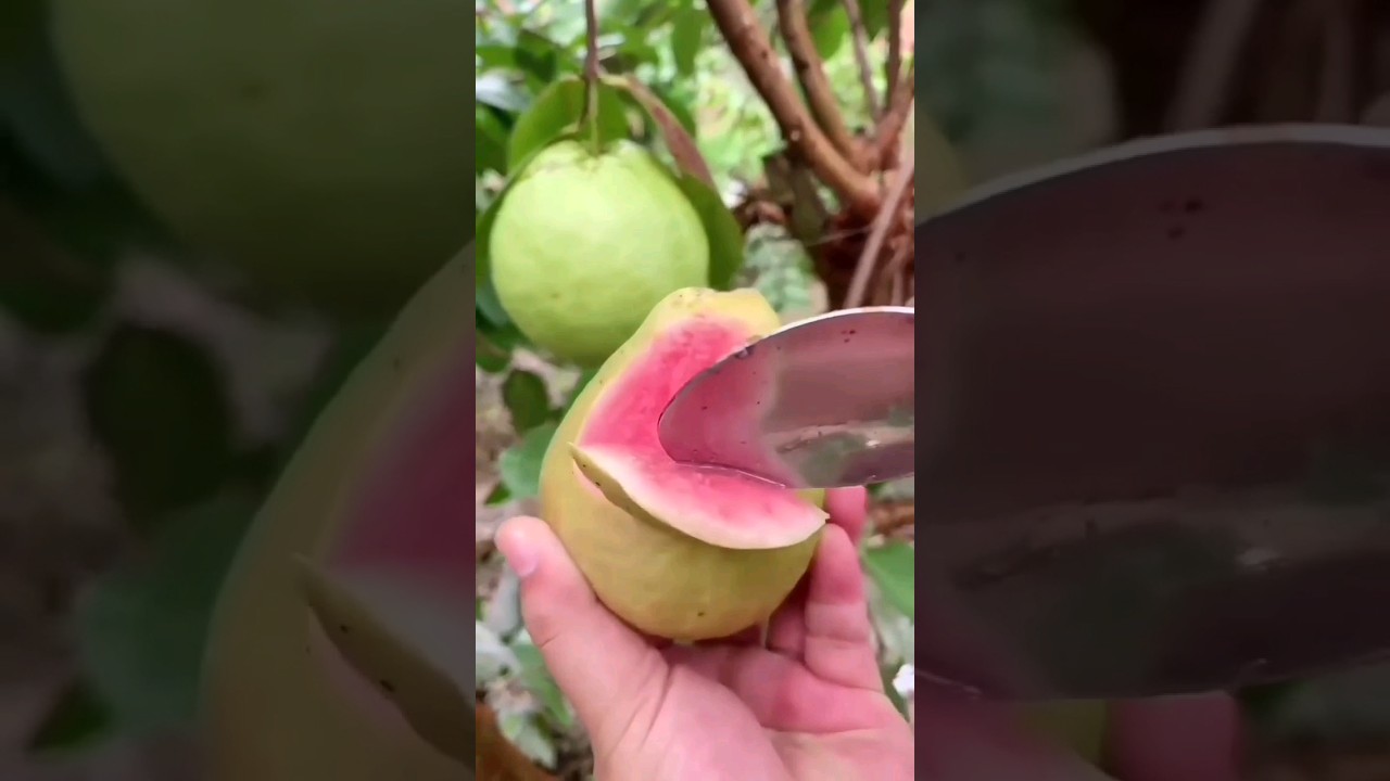 Best Fruits for This Season Best Fruits for This Season