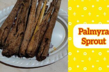 Palmyra Sprout || Harvesting || Panang Kilangu || Traditional Healthy Snack Recipe || Sri Madhura