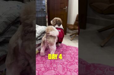 Day 4/75 Hard Challenge | Part 2 | Suman Pahuja |#shorts #WeightLoss #fitness #Challenge #motivation