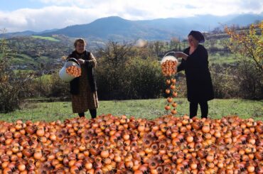 Healthy recipes from forest fruits! Harvesting medlars and making pickle! Chicken salad recipe