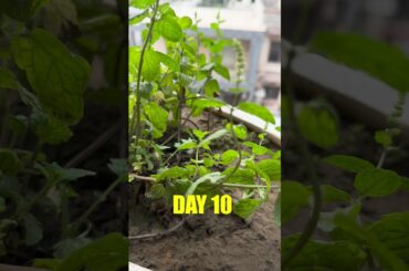 Day 10/75 Hard Challenge | Suman Pahuja | #shorts #WeightLoss #fitness #workout #motivation