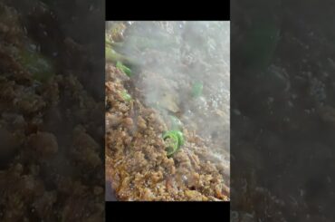 Lahori Chatpata Tawa Keema Recipe Street Style | Quick & Easy Keema Recipe #shorts #shortsrecipe