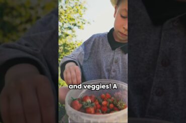 Lunchbox Love  DIY Healthy School Lunches