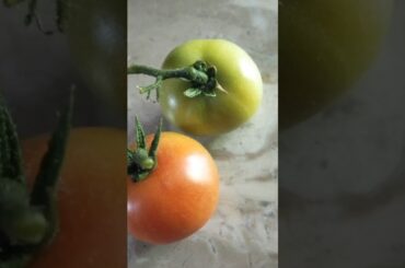 Healthy Salad Recipe#shortsfeed #shortsvideo #shortsviral #Shorts