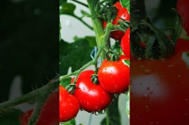 fresh food and vegetables|recipe| Diet food | Protein #cooking #youtubeshorts