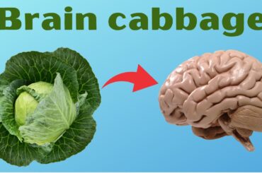 Shocking Squid These Foods Cancer Prevention or Health Risk