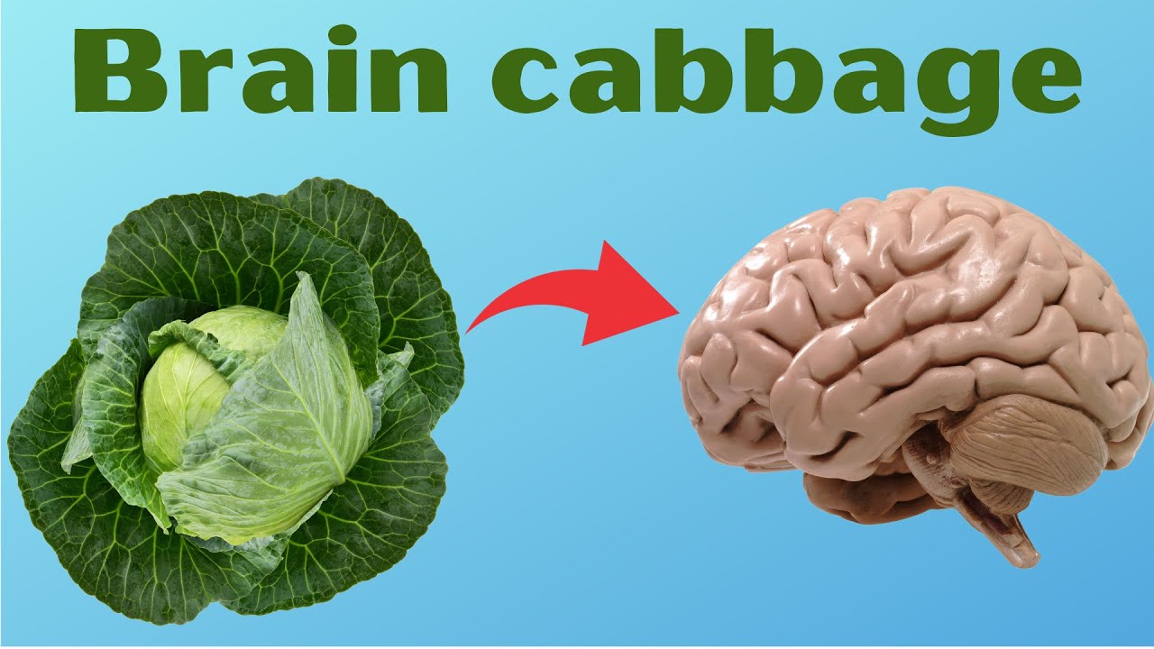 Shocking Squid These Foods Cancer Prevention or Health Risk Shocking Squid These Foods Cancer Prevention or Health Risk