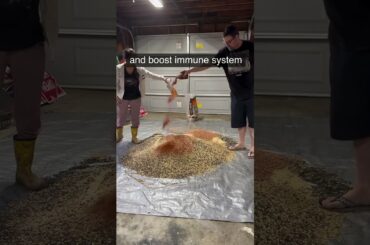 Crafting Chicken Feed: The Ultimate Recipe for Healthy, Happy Hens!