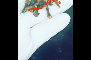 beetroot salad/ vagetarian salad recipe/ simple and healthy salad/ Dubai chef recipes/immune booster