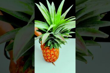 Would you like Pineapple Juice? | Drink recipe | Healthy fruits Juice | #shorts #asmr #drink #viral