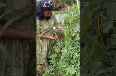 Yard to Table2023-Dish#95-Zucchini pappu#healthy #cooking #recipe #food #fun #gardening #ytshorts