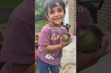 Yard to Table 2023-Dish#98-Vankaya Fry#ytshorts #viral #healthy #recipe #gardening #cooking #food