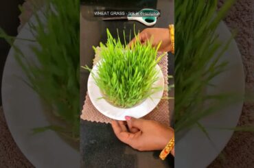 Day 5 wheat grass juice | WEIGHT LOSS,BOOST IMMUNE SYSTEM,GOOD FOR HEART,PROMOTES HEALTHY HAIR