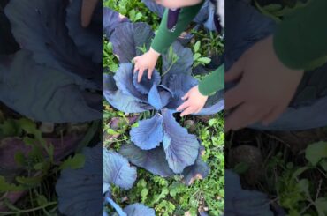 Purple Cabbage Plucking Farm Life #farm #vegetables #healthy #villagelife #recipe #cooking #shorts
