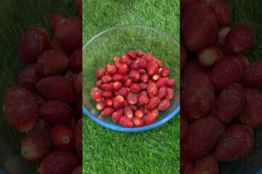 Strawberry storage tricks in 2 easy ways #recipe #ytshorts #food #healthy #strawberry #easy #viral