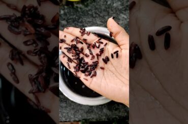 preparing Dosa Maavu #part1 #food #recipe #health #minivlog #ytshorts #rice #dosa #breakfast #dinner