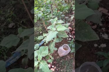 #eggplant #healthtips #beautytips #vankaya #drmanthenaofficial #healthyrecipes #youtubeshorts