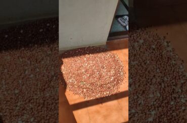 Morning routine lunch & healthy millet breakfast recipe #ricebell #shorts #milletrecipe