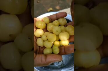 amla (Gooseberry) masala recipe/#shortvideo #healthy village stlye food