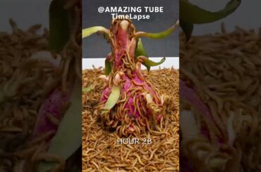 10.000 Worms VS Dragon Fruit