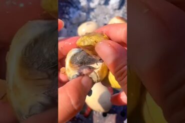 Sizzle & Snap: Quick BBQ Cooking Shorts | Easy & Healthy Recipes