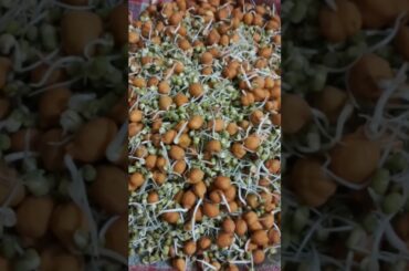 Healthy Breakfast ll Ankurit chana recipe #food #shorts #healthy #ramadan #iftari #iftar #health