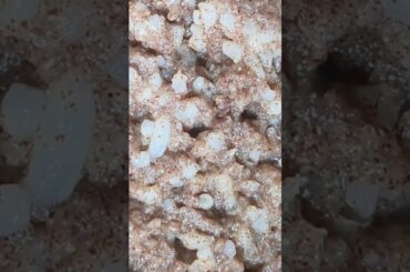 Ragi Kali in cooker Ragi ball keppa Kali #shortsfeed #shorts